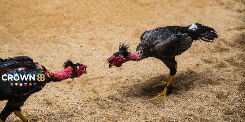 Rất nhiều các hình thức đá gà khác nhau để cược thủ lựa chọn